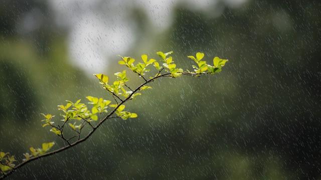 “正月十九定雨水”, 今日正月十九, 今春雨水多不多? 看谚语咋说