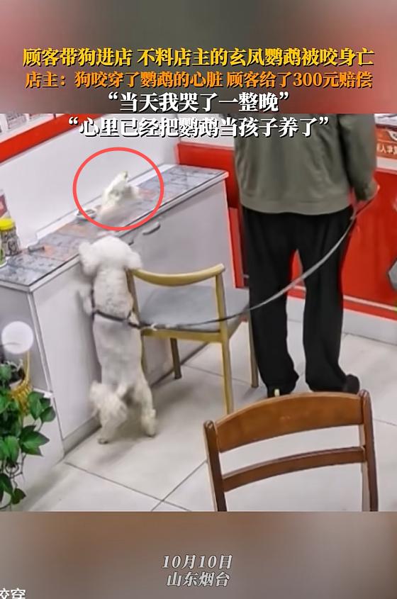 “这下悲剧了！”山东，顾客带狗进彩票店，岂料，小狗对店主的玄凤鹦鹉几次扑咬，鹦鹉