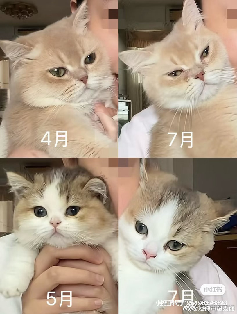 帮帮妈妈是我见过把猫养得最差的宠物博主了，靠猫赚到一条商单12w结果俩小猫肉眼