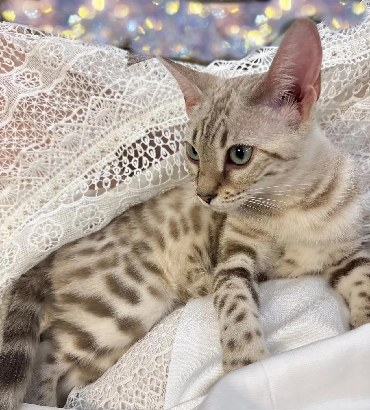 李湘晒出家里新成员，一只可爱的猫猫！王诗龄抱在怀里爱不释手，真的不得不感叹，这只