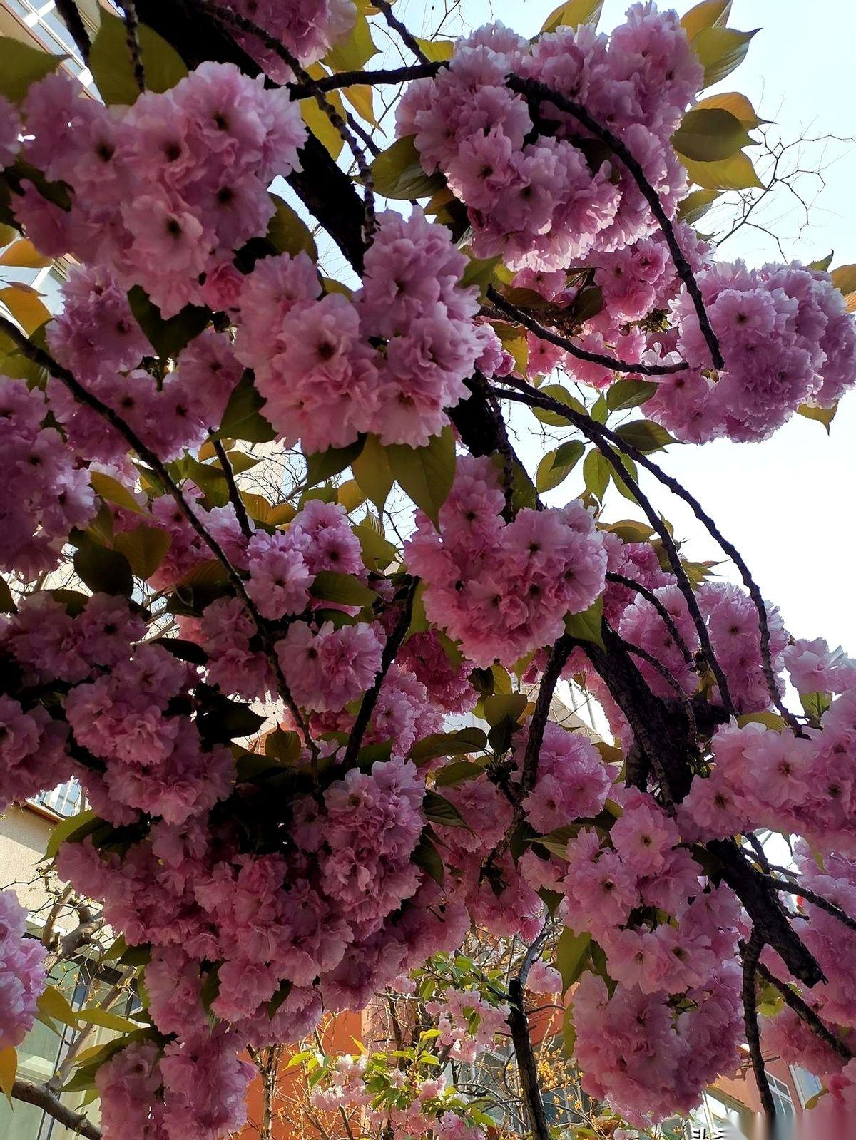 公交车门一开，我58岁的堂姐径直走了上去，手腕一翻，卡“嘀”的一声贴在机器上。