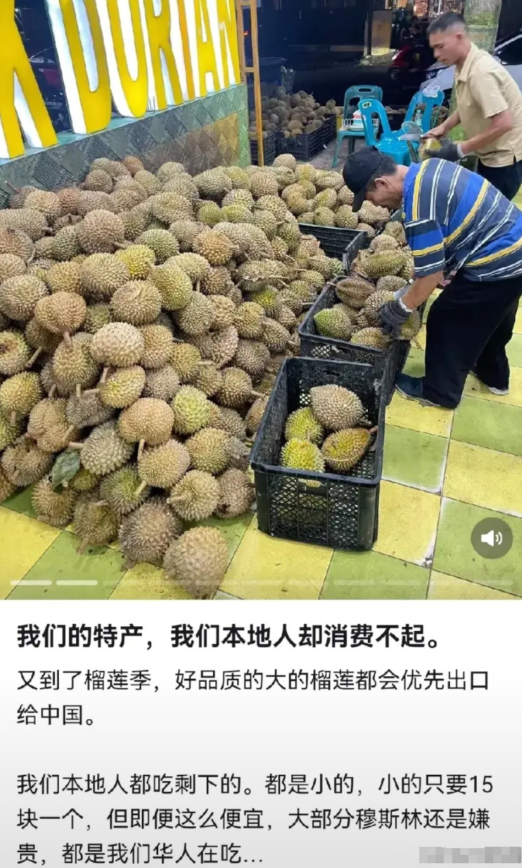 原来东南亚品质好的榴莲都卖到中国了，本地人只能吃剩下的榴莲，品质次一点，个头小一