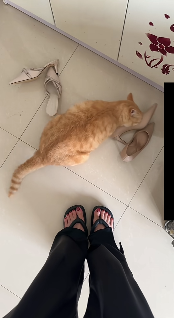 有谁知道我家猫这是怎么了？