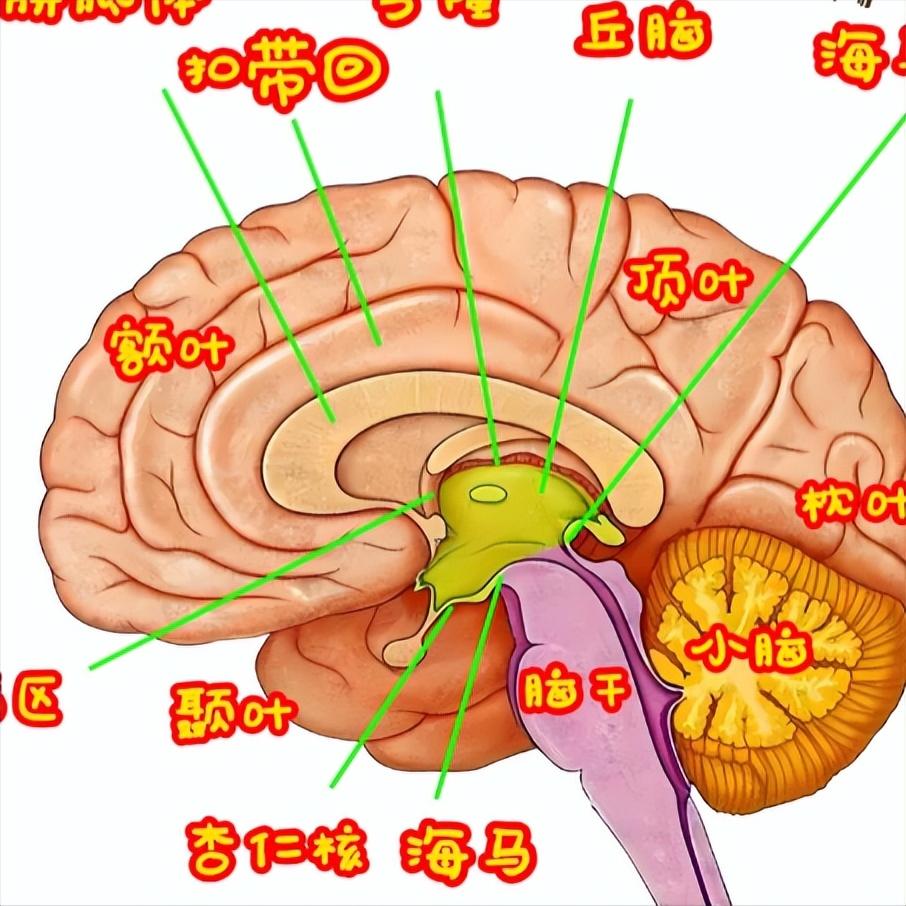 闯过三关，脑出血后也能健康长寿！第一关：急性期遵医嘱，别添乱发病前两周最关键