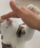 拥有一只主动求贴贴的小猫咪