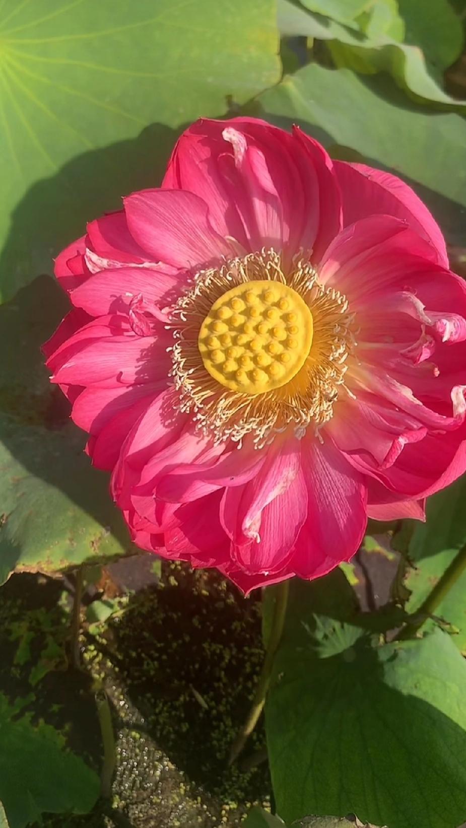 节都过完了，亲戚还送给我一个月饼，还神秘的说这是61元一个的月饼，一盒里面有8个