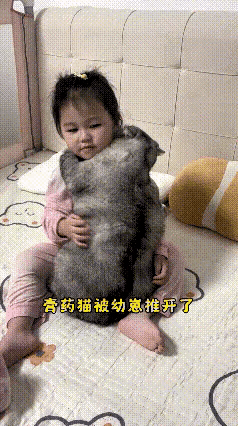 看这段视频，心里一下子就软乎乎的。这只大猫陪着小姑娘一路长大，
