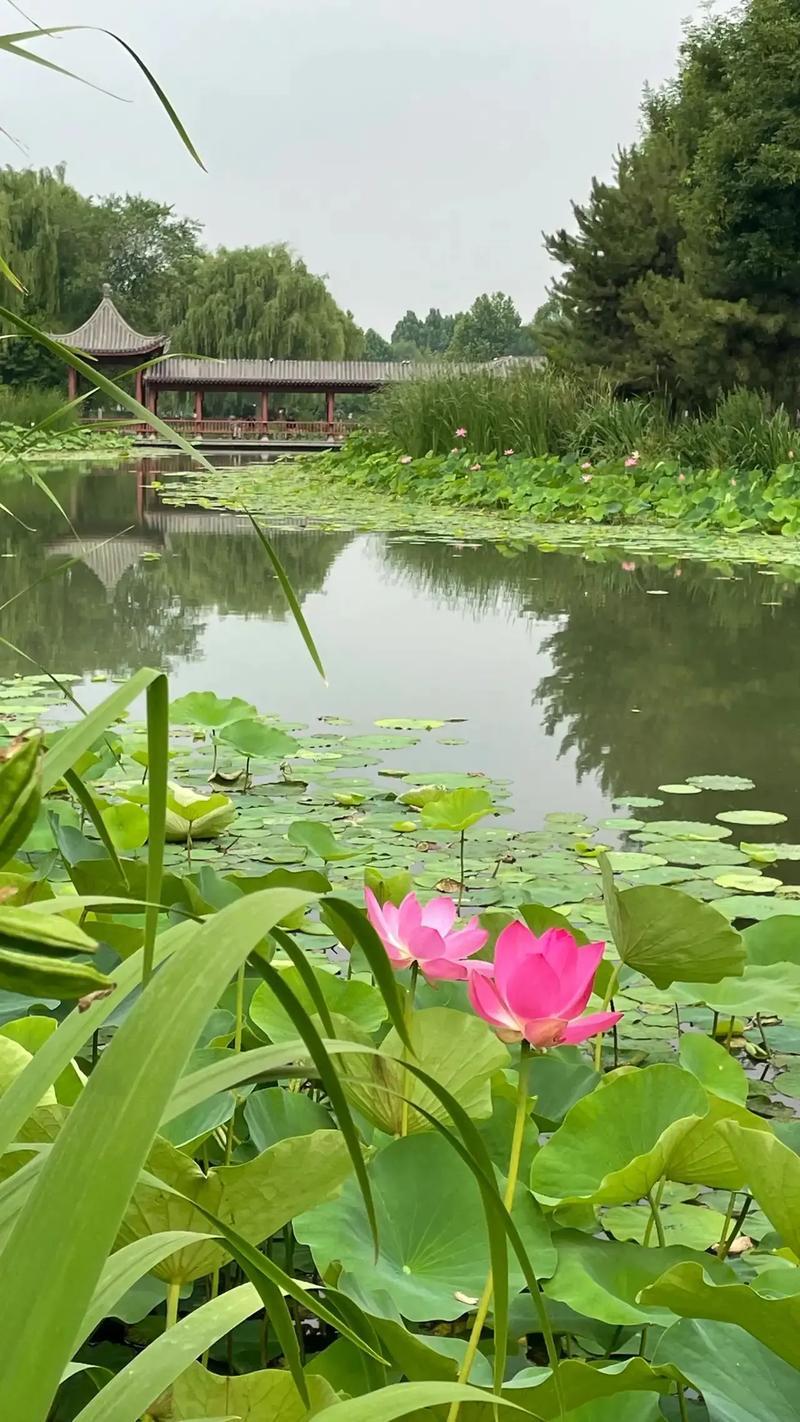 -BnBVW5nbJTNkS1cOSATUQ胆固醇含量最高的食物竟然是它，猪蹄，