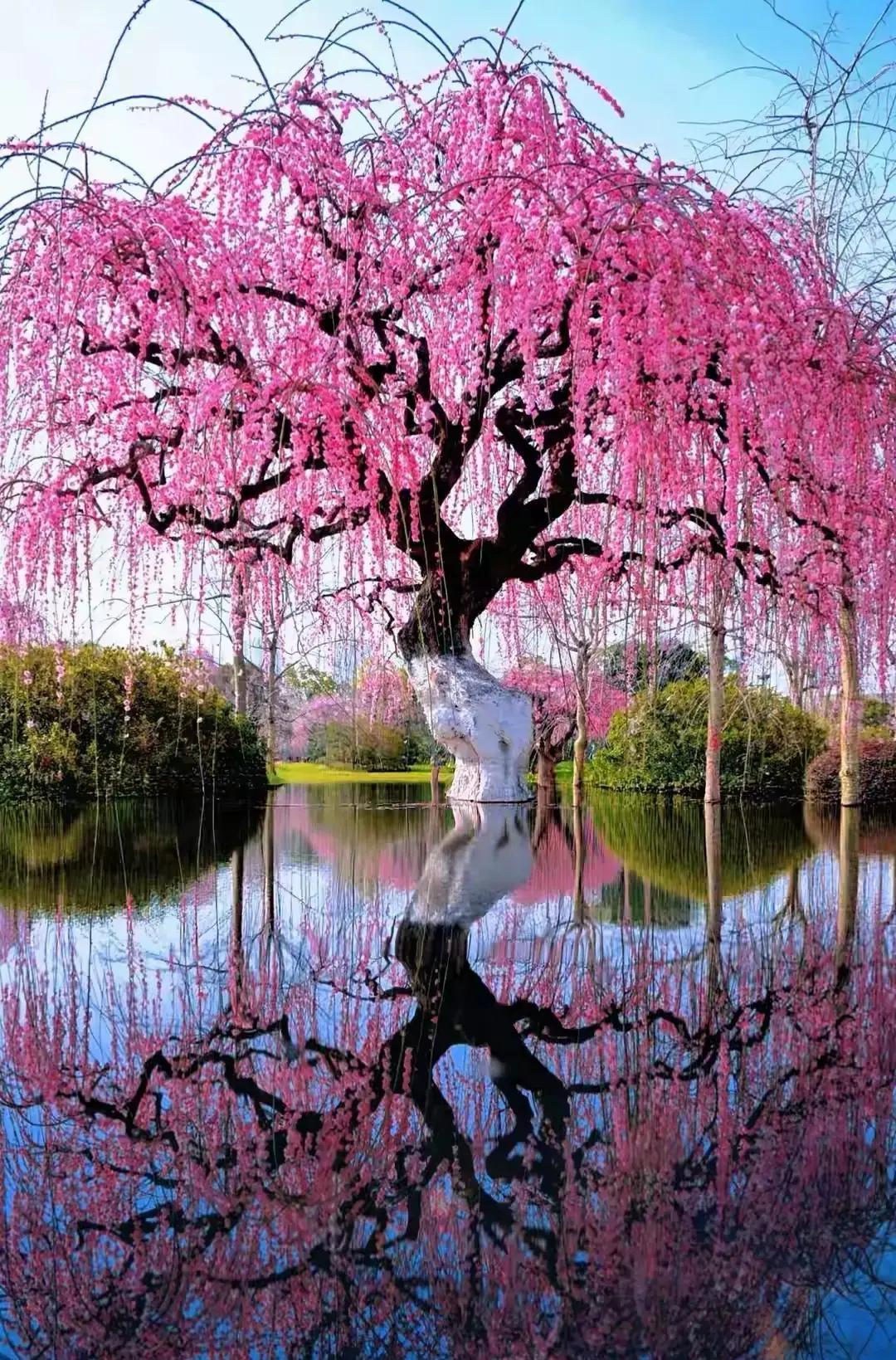 春风刚起，北京某公园里一棵垂枝樱突然低垂枝条，像瀑布般倾泻粉色花海，路人瞬间停步