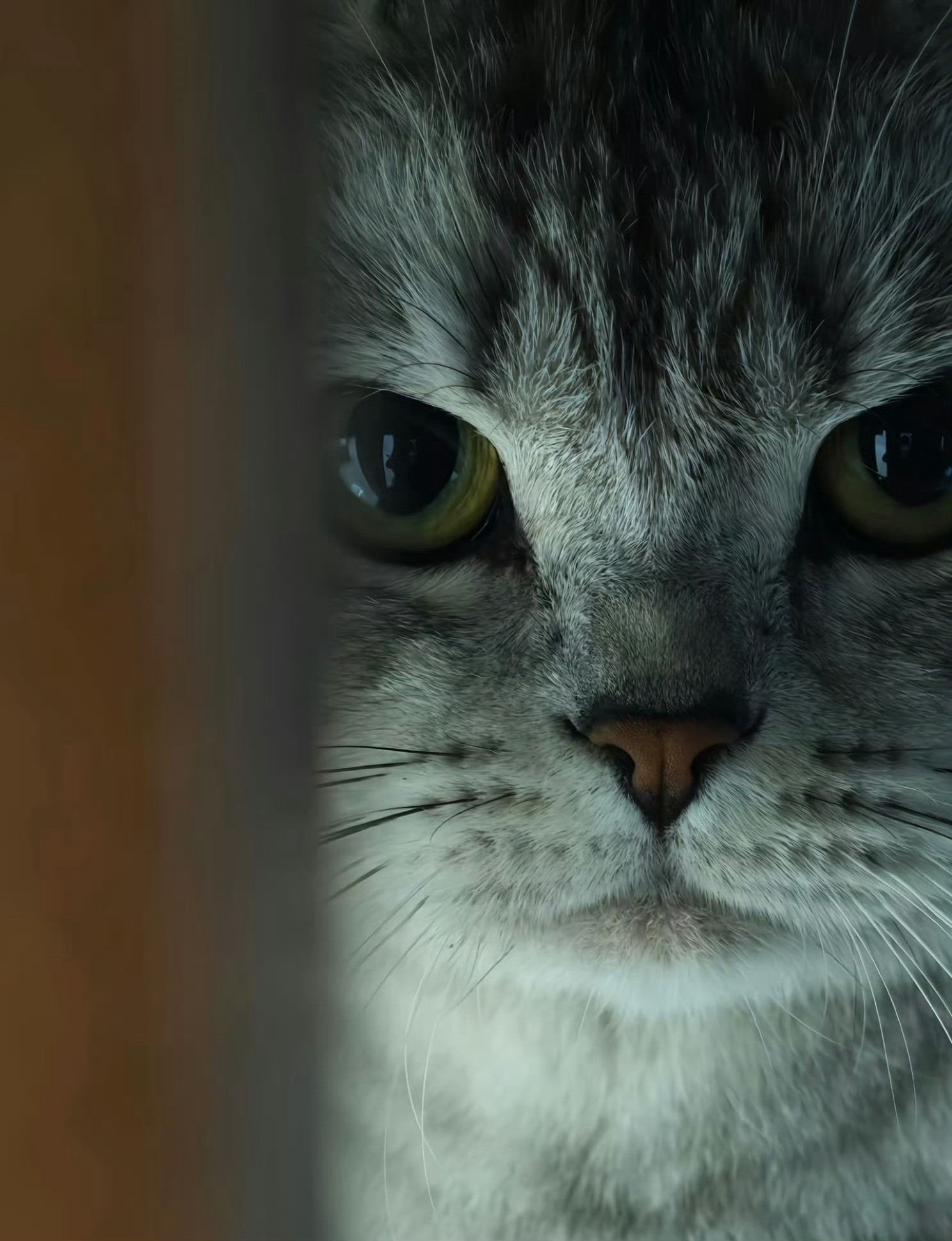 猫咪：我准备好了，拍吧📸️​​​​