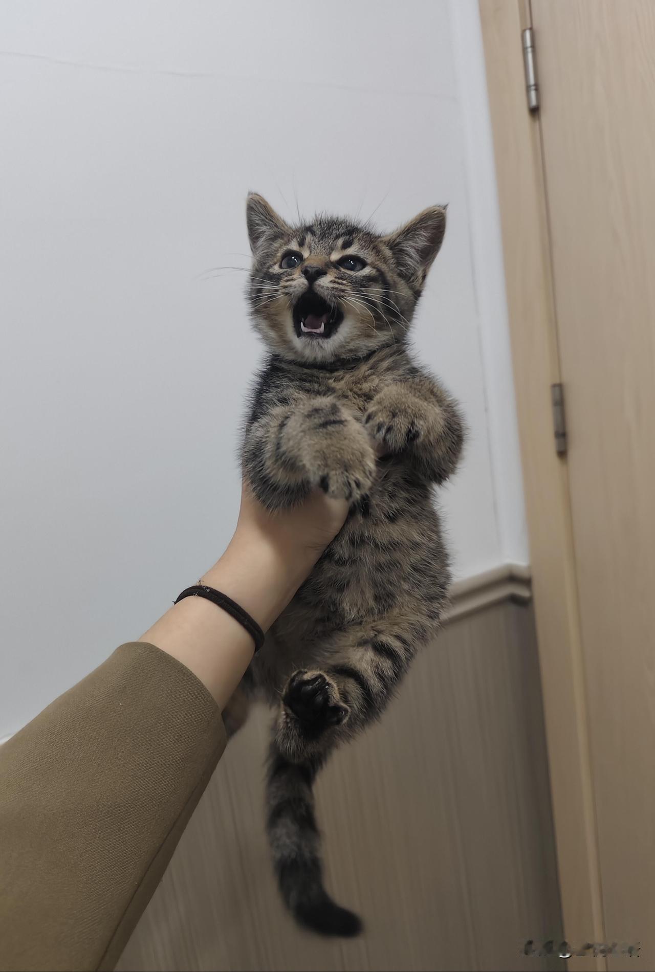 求鉴定，捡的小狸纯正吗？那天遇着几只小毛球碰瓷，其中一只直接抱住鞋带讨饭，