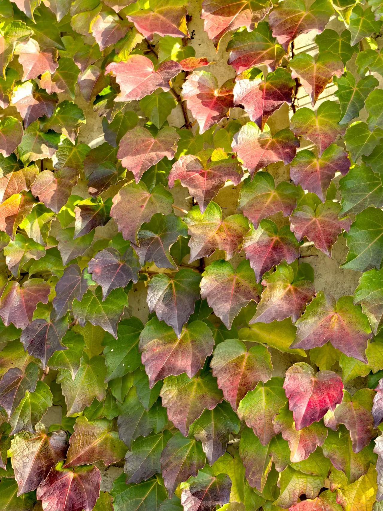 晒图笔记大赛顽皮的树叶🍃，也是多采多姿的，来吧，玩叶子，很好玩的！[笑着哭][笑