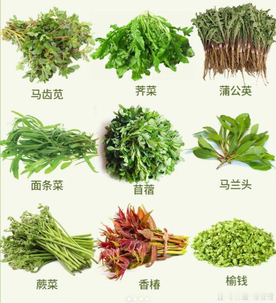 春日尝鲜指南春日已至，又到了拥抱新鲜与活力的季节！春日时令，野菜的奇妙之旅俗话