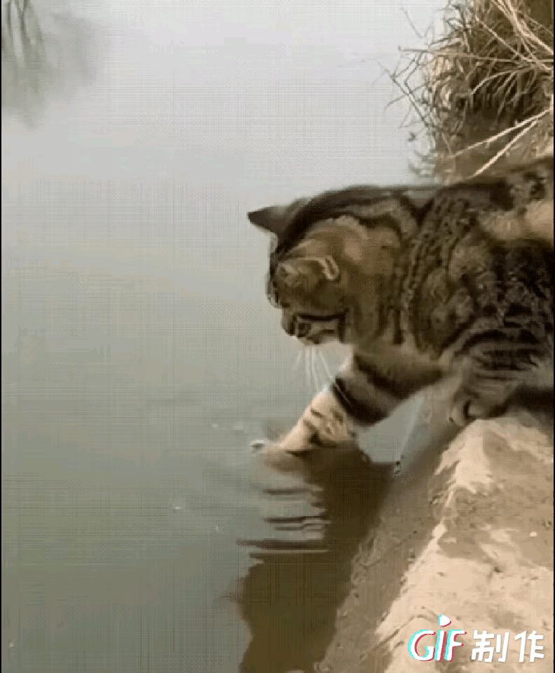 不敢相信了！男子蹲河半天空军，猫两分钟叼鱼潇洒走人一大早蹲河边钓鱼，晒得头