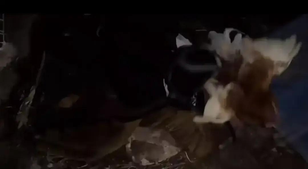 李佳刚发完田园日常，镜头一转就拍到婆婆拎着她留来下蛋的鸡往外走，鸡一叫，她冲出去