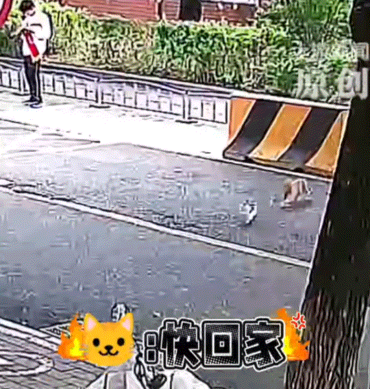 北京，一女子发视频称，自家养的猫咪走失了近10小时，就在女子焦急寻找之时，一只她