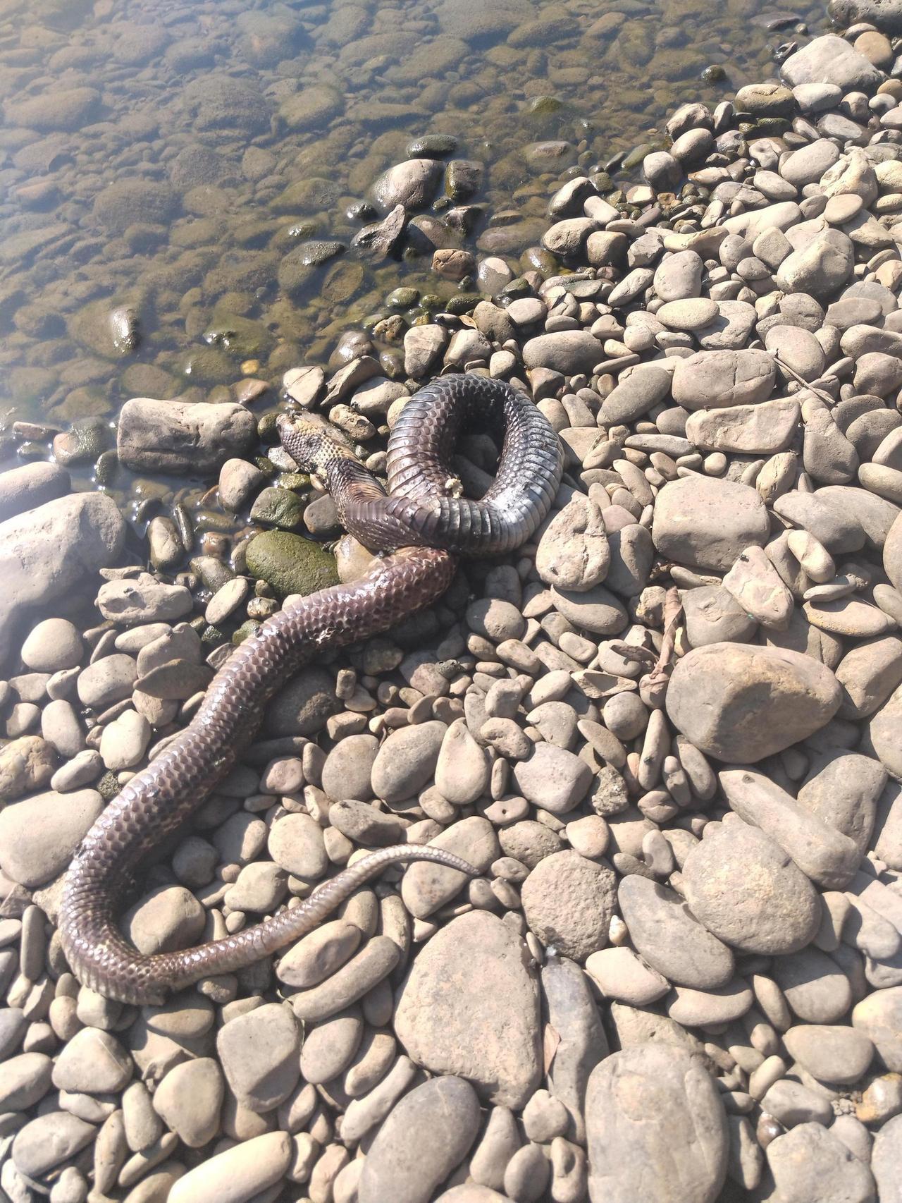 河边看到一条蛇，谁知道有毒吗？