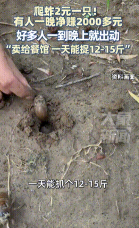 “和捡钱有什么区别！”浙江，男子半夜睡觉被“知了猴”吵醒，一怒之下起来自制工具，