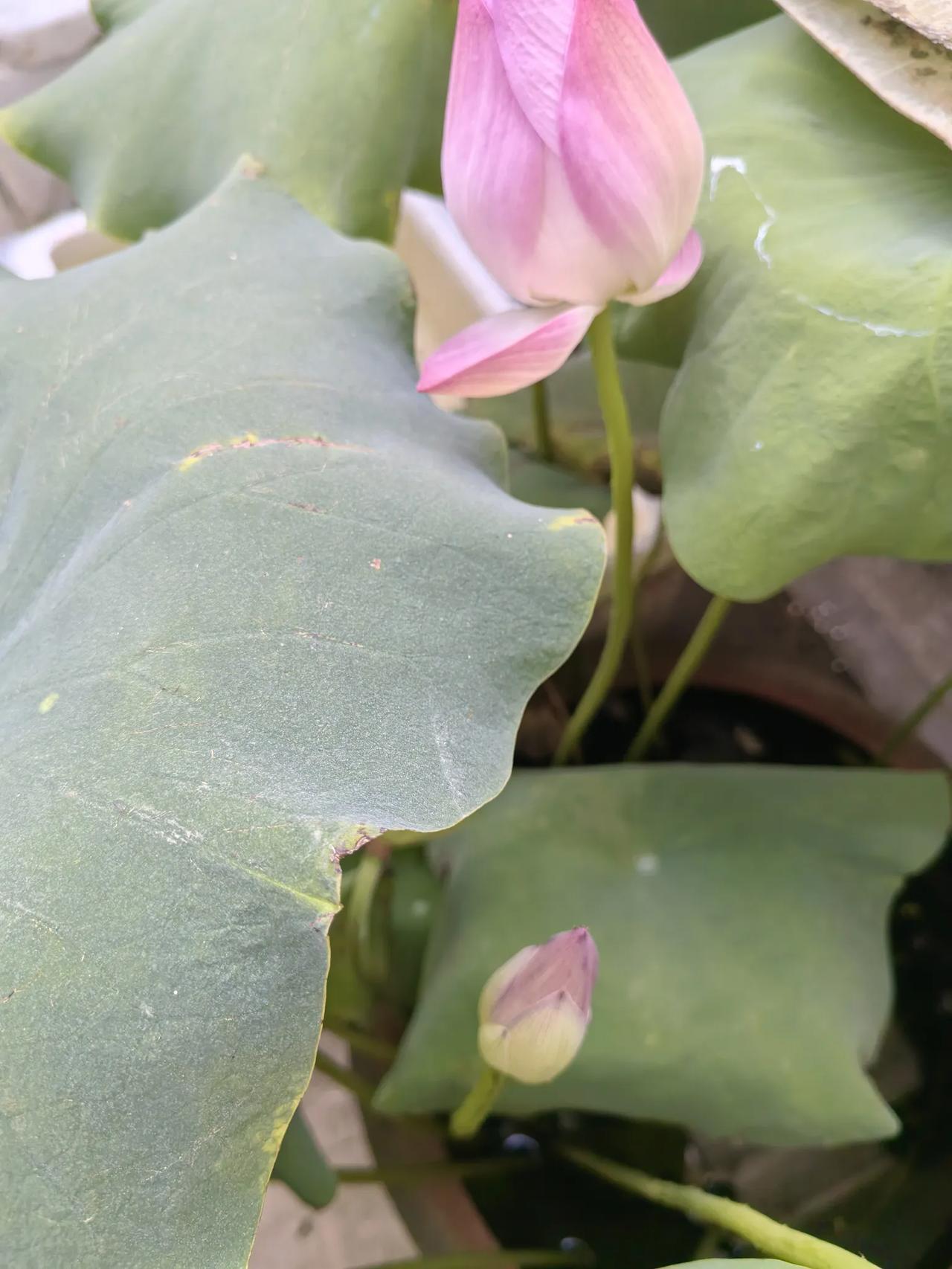 十二生肖财运如何1.猪：贵人相助聚财稳；2.龙：格局大机遇多；3.鼠：善抓