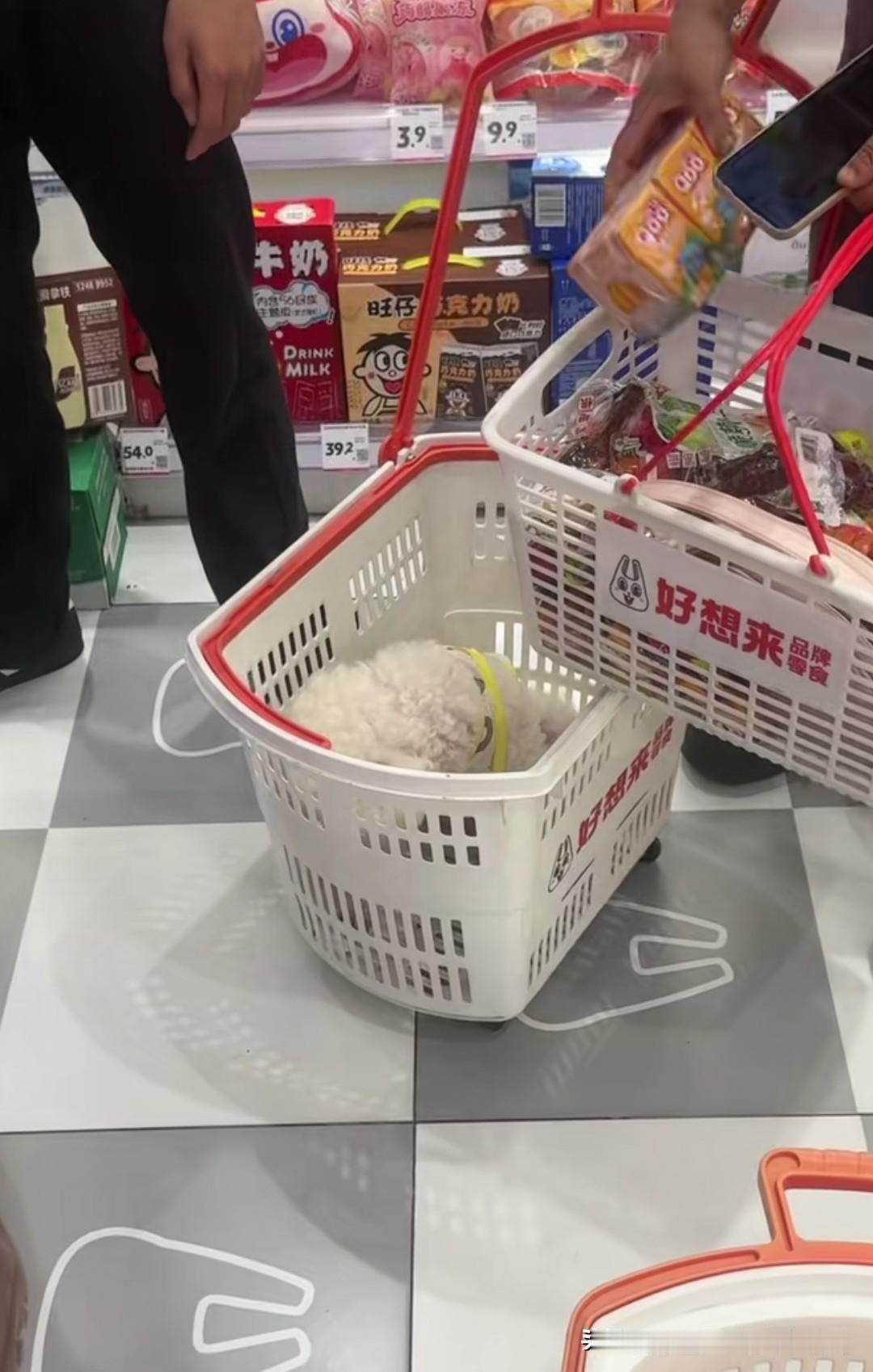 狗进购物篮，这次轮到江苏南通的好想来品牌零食店了！狗主人把一只白色卷毛比熊犬放在