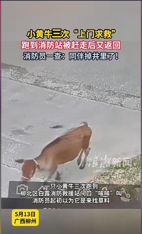 “太有灵性啦！”5月13日，广西柳州，一头小黄牛跑到消防站，对着门口哞哞的叫，消