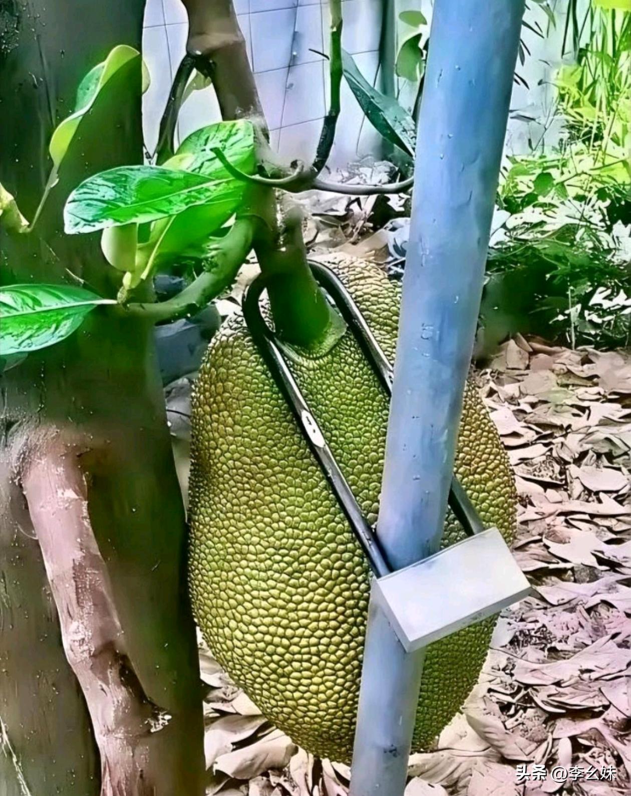 能想到这个办法的，简直是个天才