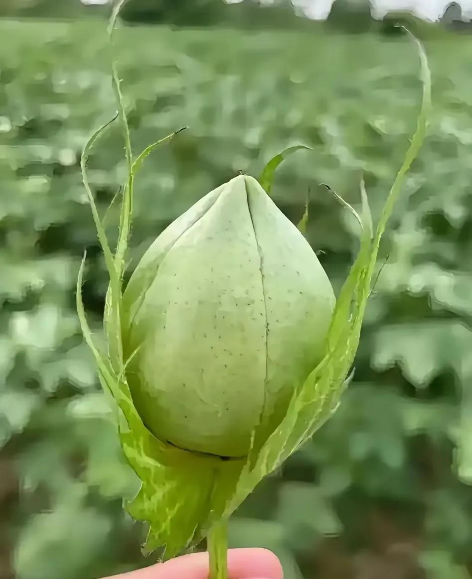 这是什么植物？大家有认识的吗？有人说是棉花桃，但我感觉不是，我小时候看过棉花桃，