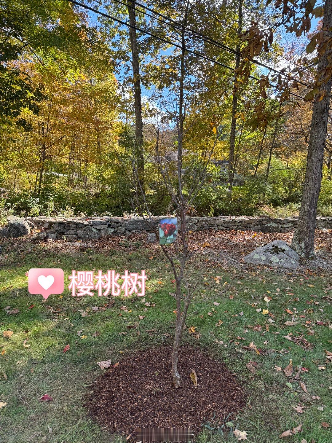 跟周围的百年大树比起来，新种的果树好小，其实不小，得用铲车来运。后院建了个小果园，明年再加一颗桑葚树
