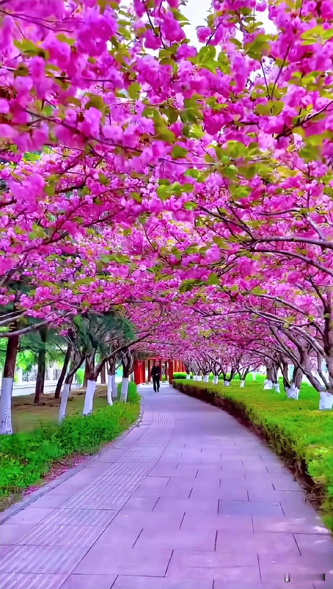 漫步于粉色的花海间的小径，尽情感受春天的浪漫。🌸🌸🌸春天的美丽花海春天的