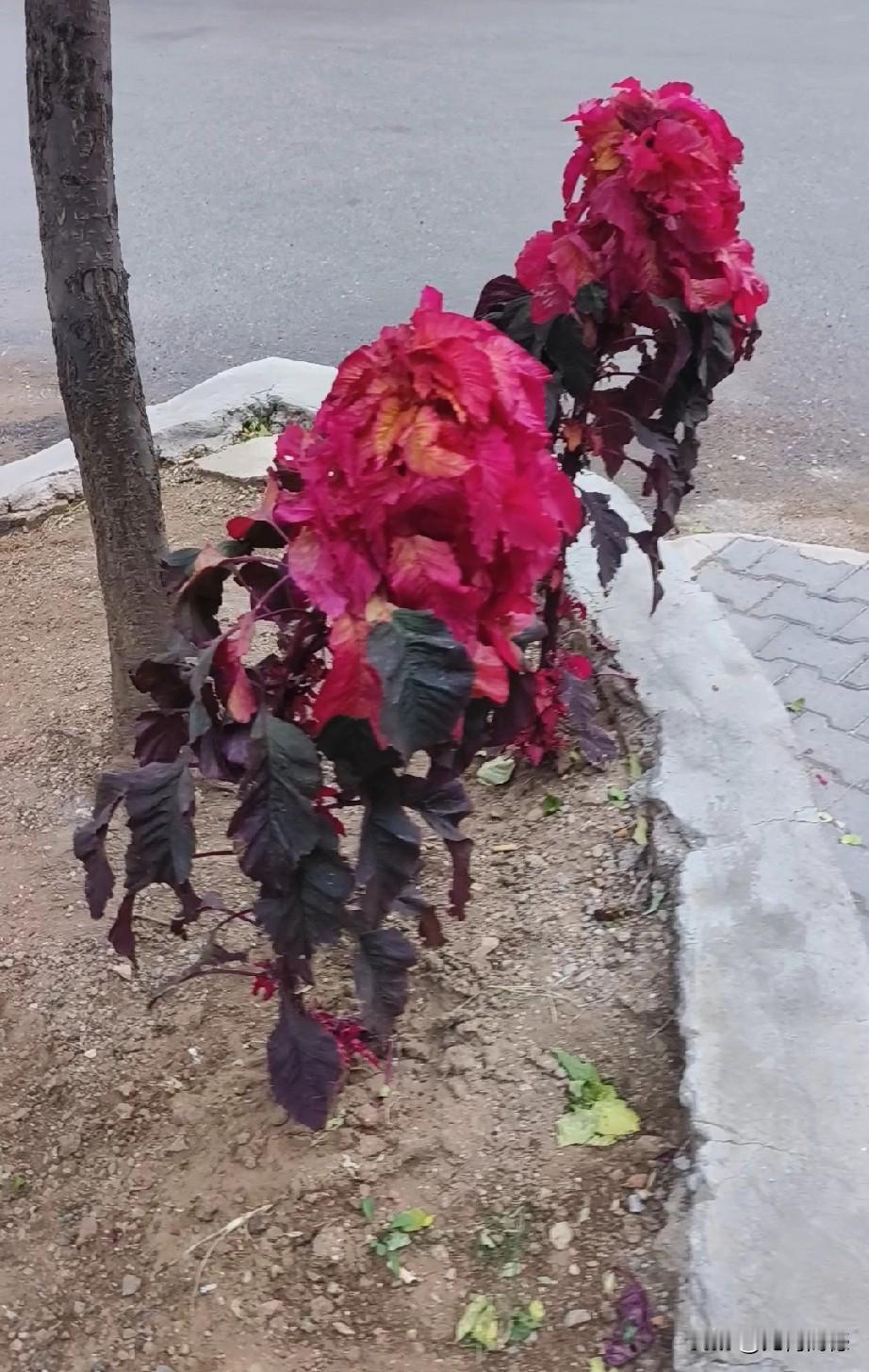 这两株花虽然叫不上名字来，但还是非常喜欢它们，这两株花长在小区的花池里面，花期特