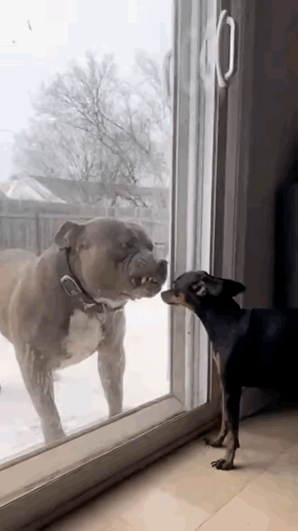 小鹿犬这呆萌的眼神好像在质问铲屎官铲屎的你就不怕恶霸一口咬死我吗我是真的狗，