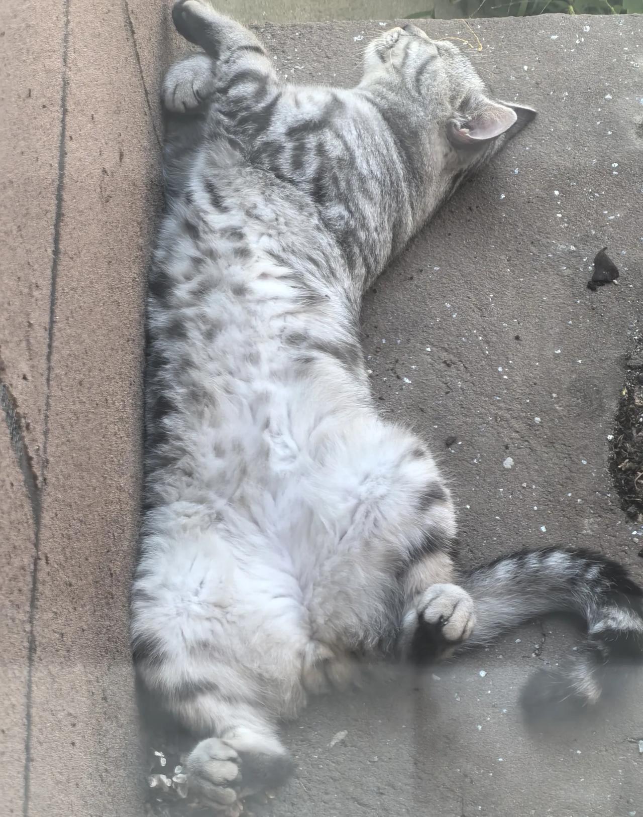 一只小猫躺在外面阳台上睡觉，四仰八叉地，晒着太阳，看着很舒服的样子。看毛色应该是