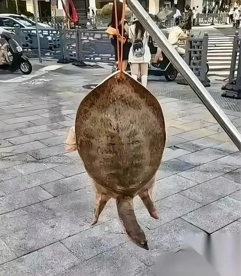 路边挂王八的人为啥总说不卖？我之前也纳闷了大半年，直到上周听派出所的朋友