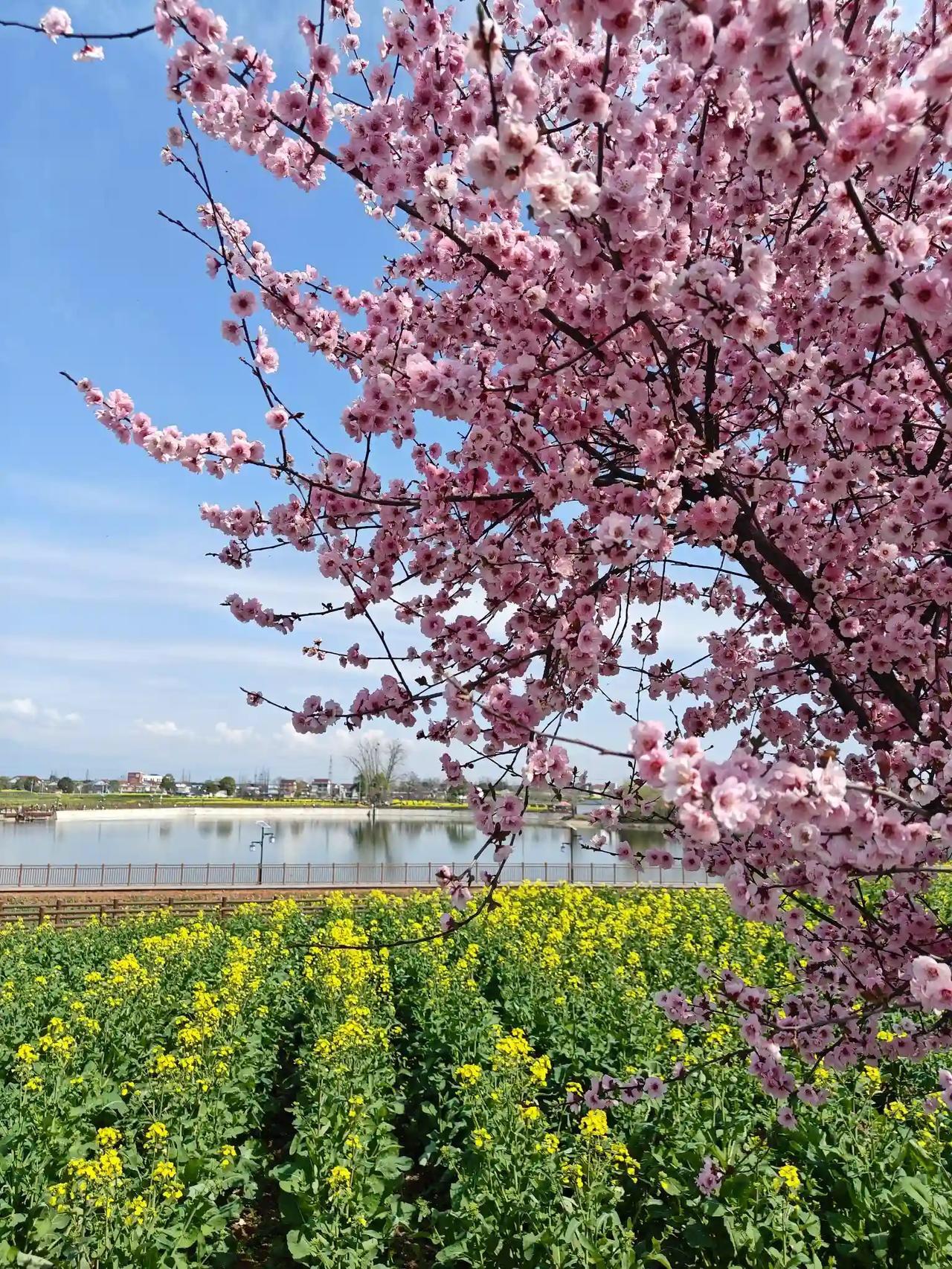 花开得热热闹闹，粉的桃花，白的梨花，金黄的油菜花田一眼望不到边。