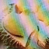 经期吃对水果，真能让身体舒服不少！经期女性失血，要补铁、维生素和矿物质，镁元素等