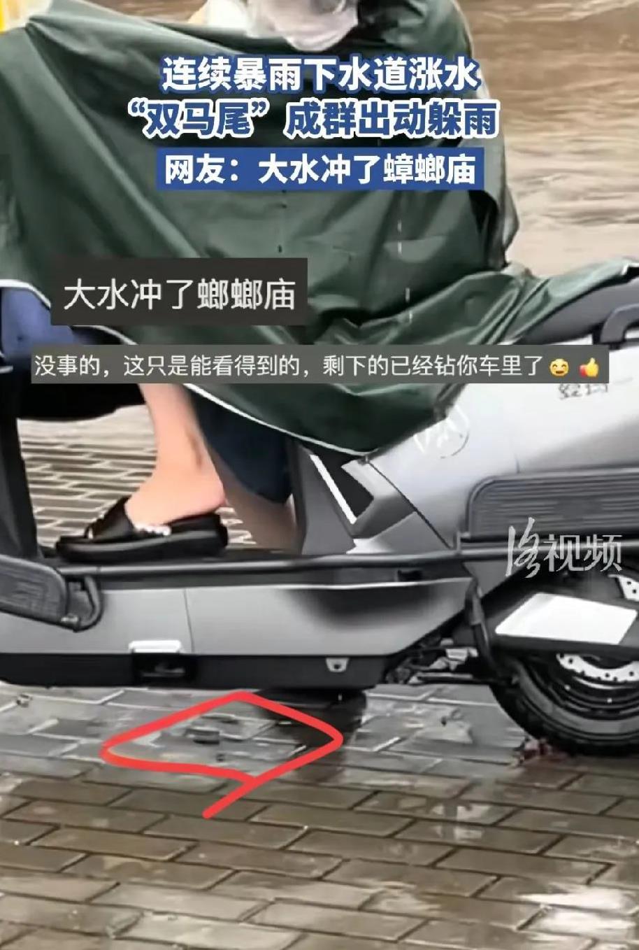 真没想到这次广东暴雨除了人受灾之外，连广东特产“大蟑螂”也跟着受灾了！#广东