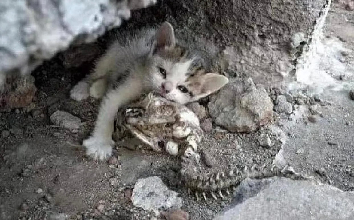 看到这两张照片我落泪了，画面中猫妈妈已经返回猫星球多时，而这只小猫咪还死死的抱着