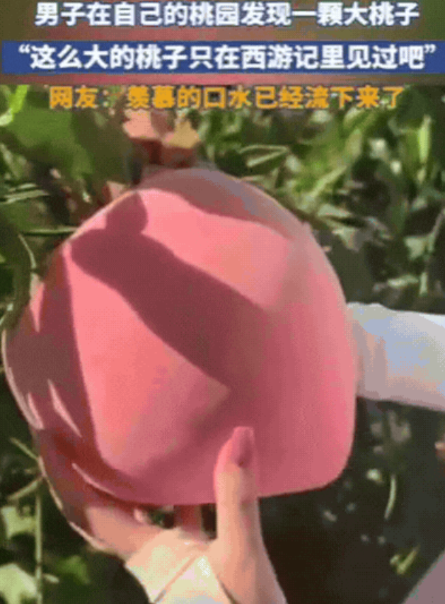山东某桃园惊现“巨物”！一位大哥兴致勃勃去摘桃，结果……