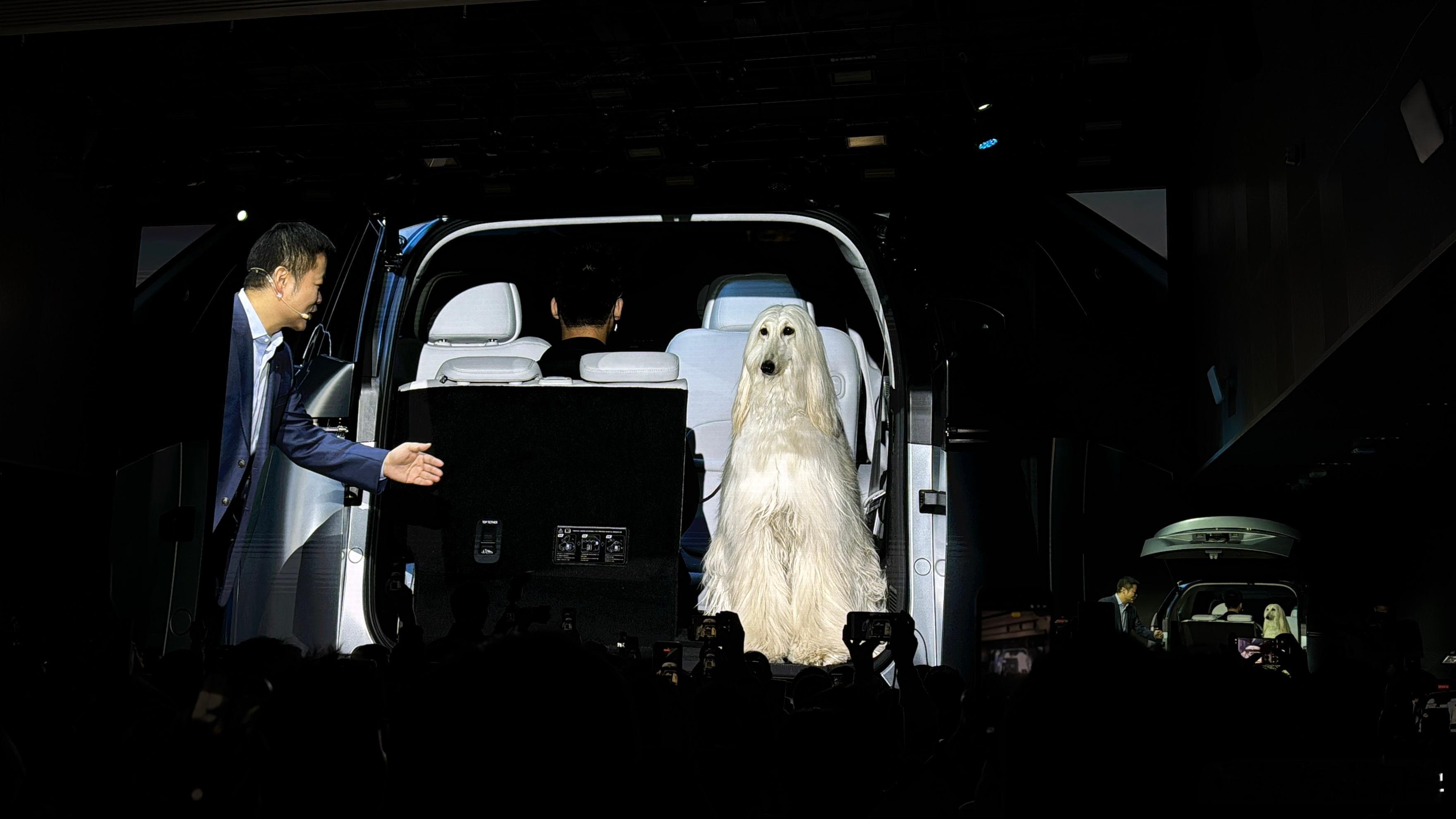 这阿富汗猎犬真帅！好听话啊，在X9后备箱一动不动的，真想请教狗子的主人怎么训练的