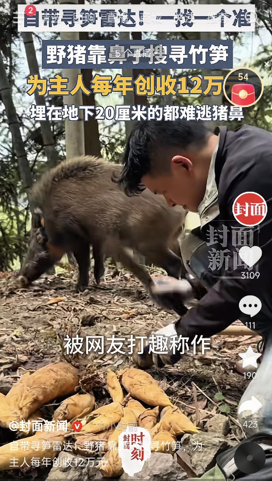 笑不活了！5月24日长江云新闻报道，浙江温州，一男子趁着春笋时节，靠着一头野猪带