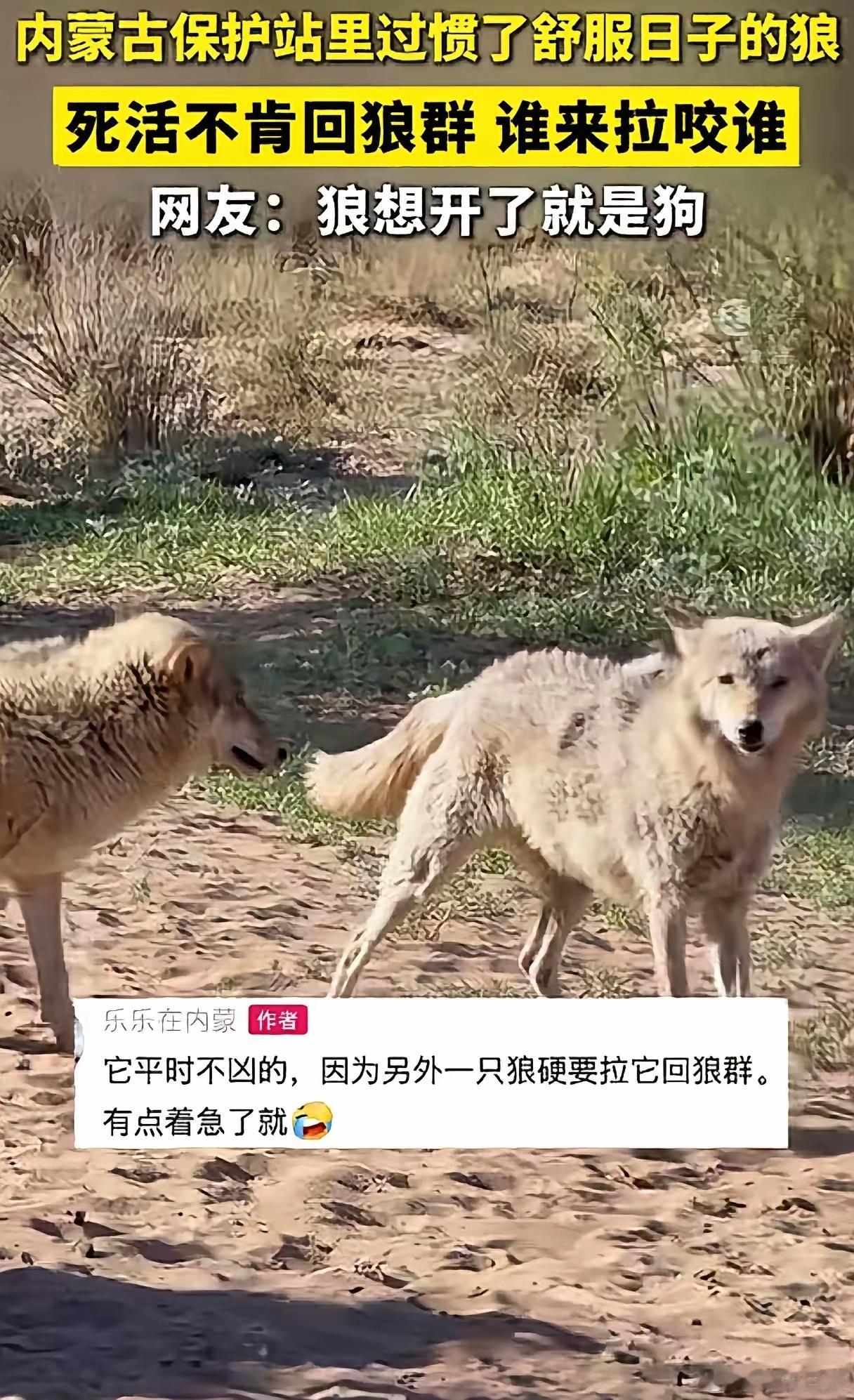 看来，狼本身未必喜欢“狼文化”🐺