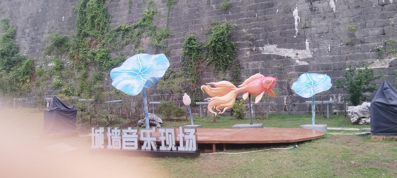 南京市老门东明城墙上的野花也开了！