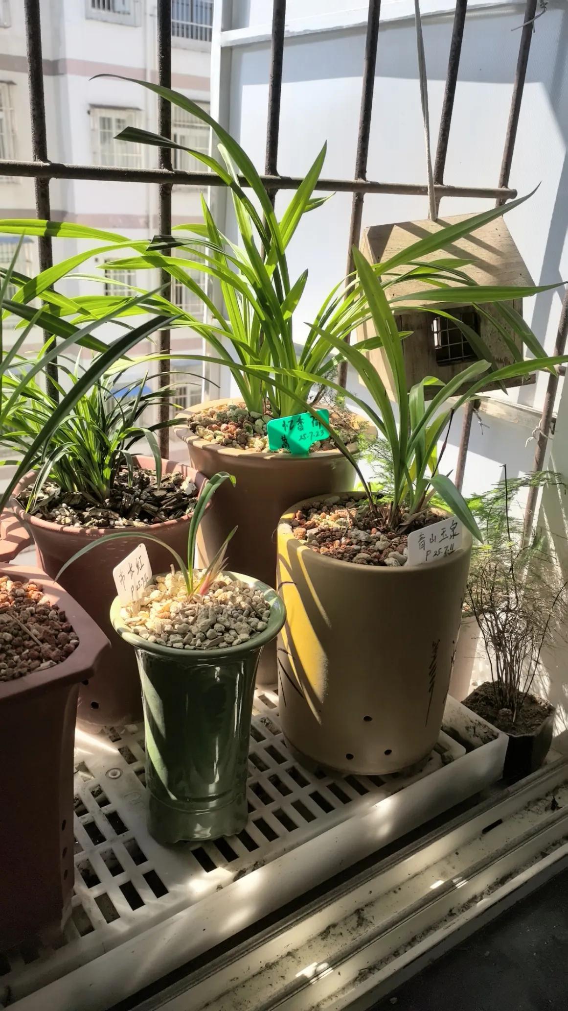 秋天养兰−−大胆晒太阳秋天到了，新手养兰花，可以大胆给兰花晒太阳了。只要避开正