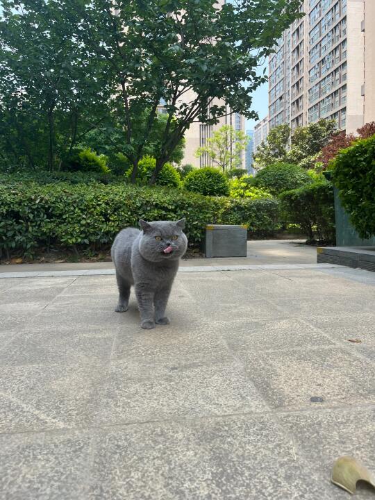 过分可爱了啊……