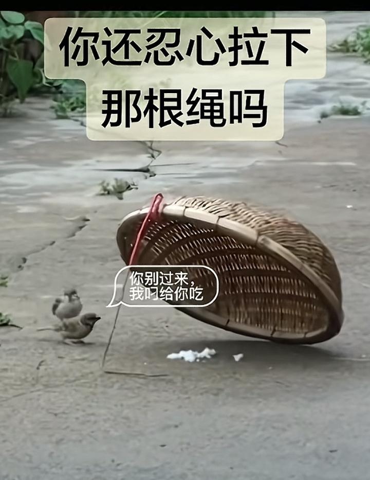 上个月开车有点快了，一只鸟从侧面草丛中飞出撞上了，反光镜看见鸟在路上一动不动，倒