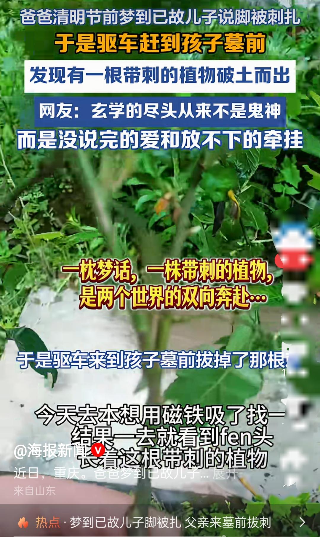 清明节爸爸梦到已故儿子说：自己脚被刺扎了，于是驱车来到孩子墓前拔掉...我不信