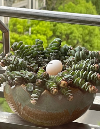 多肉也太适合当窝了哈哈哈