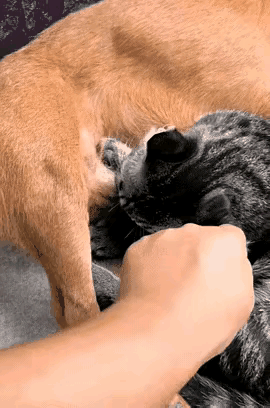 刷到个暖到心尖的视频！小奶猫饿到不管不顾，凑到狗妈妈肚子底下狂嘬奶