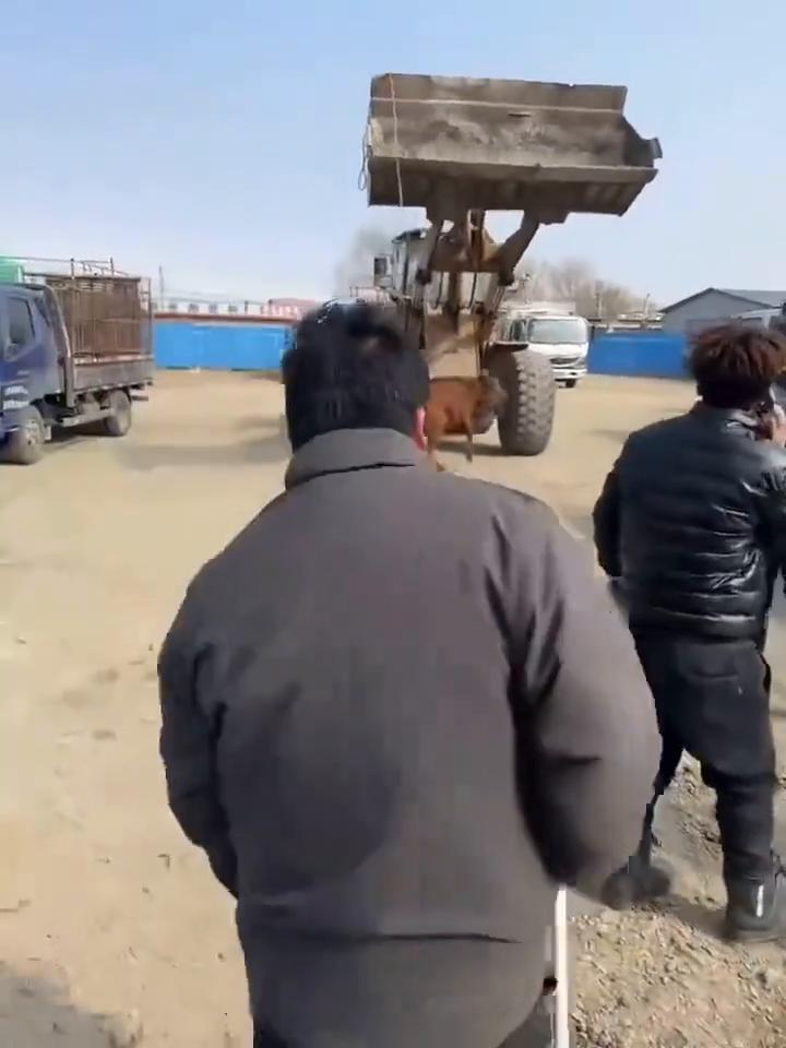 抢的袜子怎么不出血？