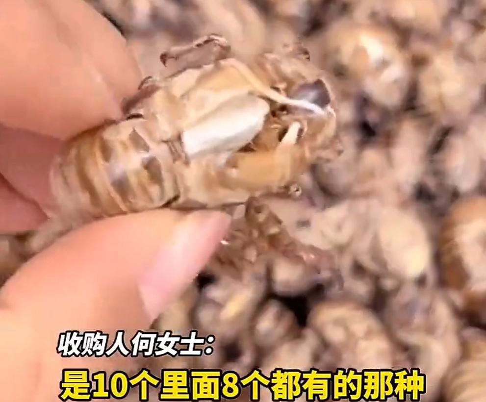 近日，何女士在陕西省铜川市收购知了壳（蝉脱），蝉脱作为一味较为昂贵的中药材，其收